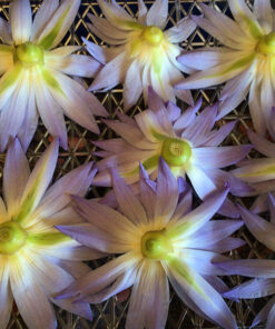 Waterlily Flower Tea 2