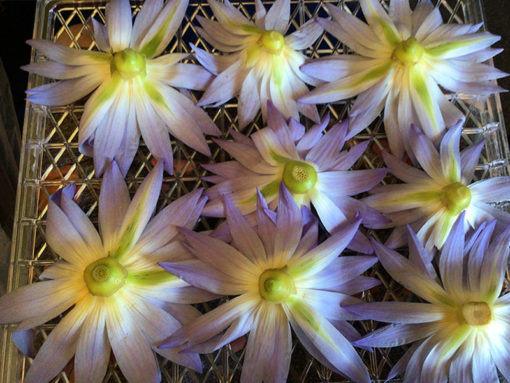 Waterlily Flower Tea - Image 3