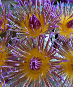 Waterlily Flower Tea 3