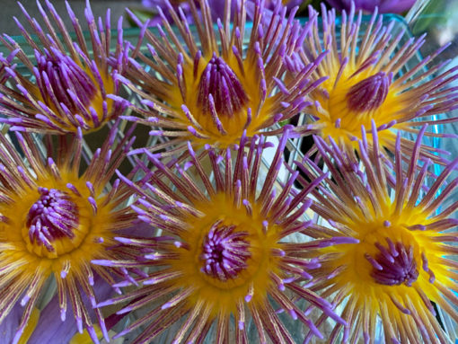 Waterlily Flower Tea 4