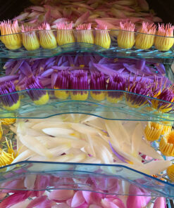 Waterlily Flower Tea 5