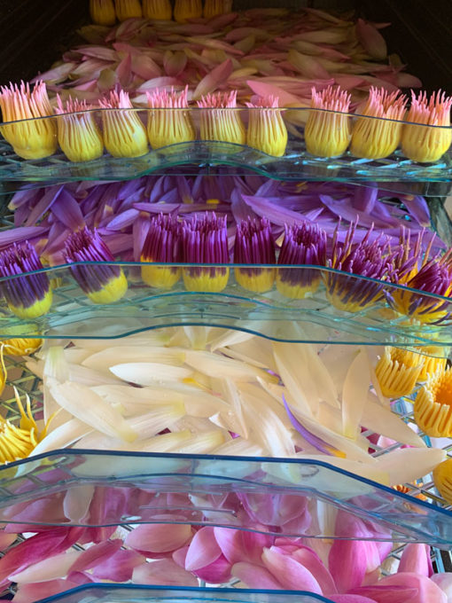 Waterlily Flower Tea - Image 6