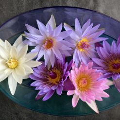 Waterlily Flower Tea 11