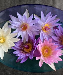 Waterlily Flower Tea 1