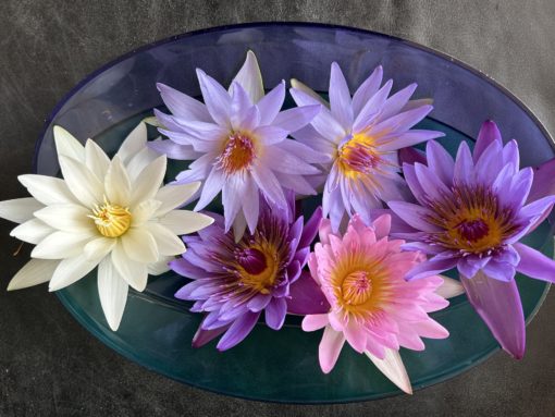 Waterlily Flower Tea 2