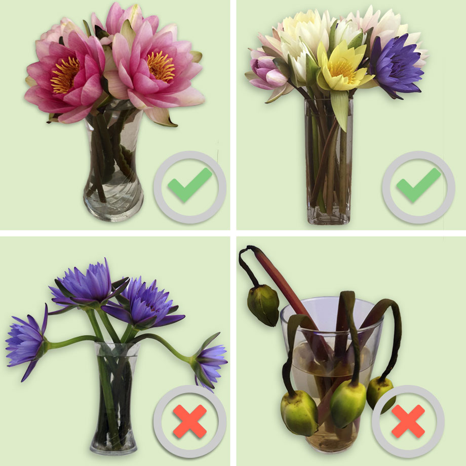 Caring For Waterlily Flowers 2 Caring For Waterlily Flowers 2
