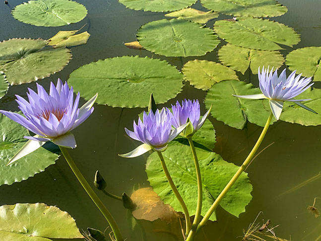 Caring For Waterlily &Amp; Lotus Plants 1