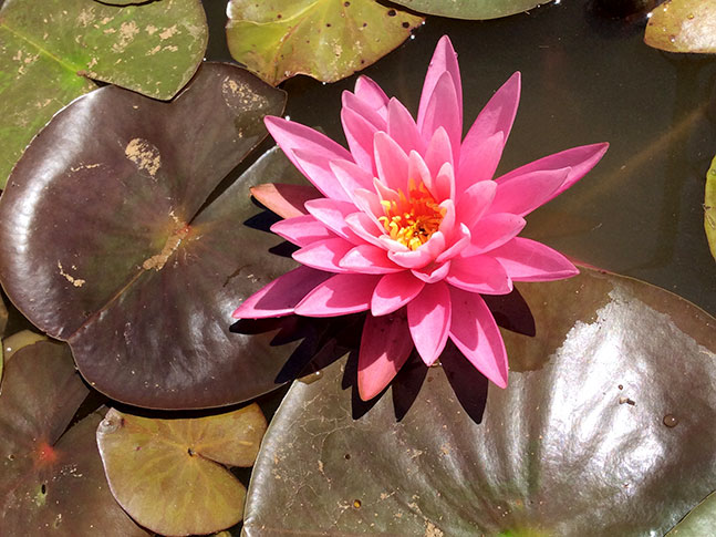 Caring For Waterlily &Amp; Lotus Plants 4