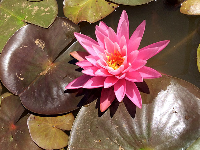 Caring For Waterlily &Amp; Lotus Plants 4 Caring For Waterlily &Amp; Lotus Plants 4