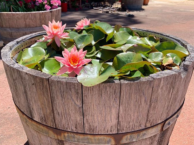 Caring For Waterlily &Amp; Lotus Plants 2 Caring For Waterlily &Amp; Lotus Plants 2