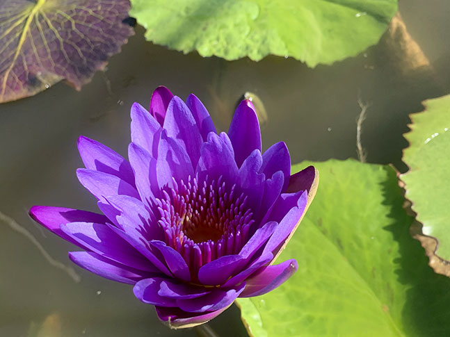 Caring For Waterlily &Amp; Lotus Plants 3