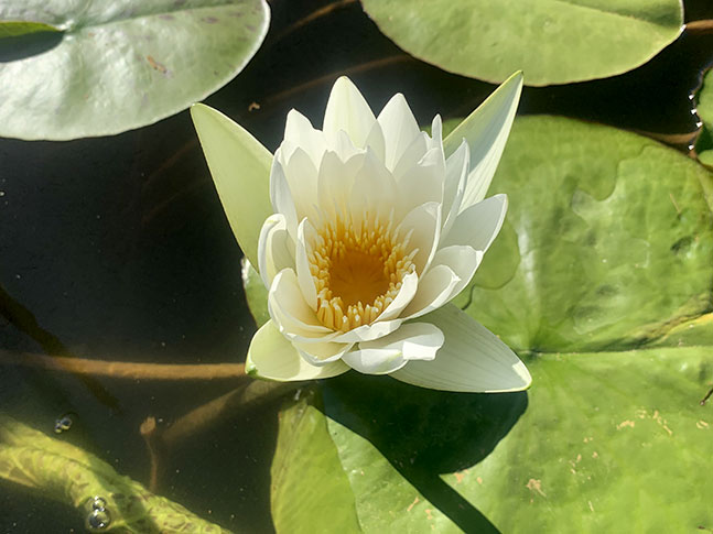 Caring For Waterlily &Amp; Lotus Plants 5