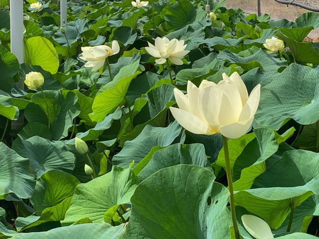 Caring For Waterlily &Amp; Lotus Plants 6