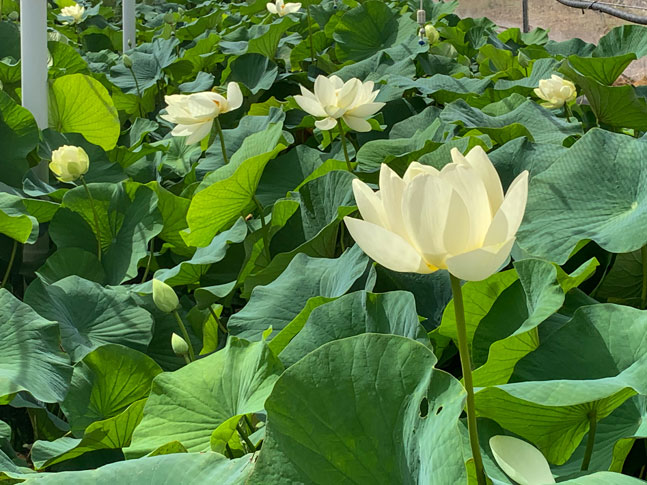 Caring For Waterlily &Amp; Lotus Plants 6 Caring For Waterlily &Amp; Lotus Plants 6