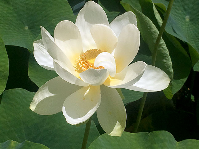 Caring For Waterlily &Amp; Lotus Plants 9
