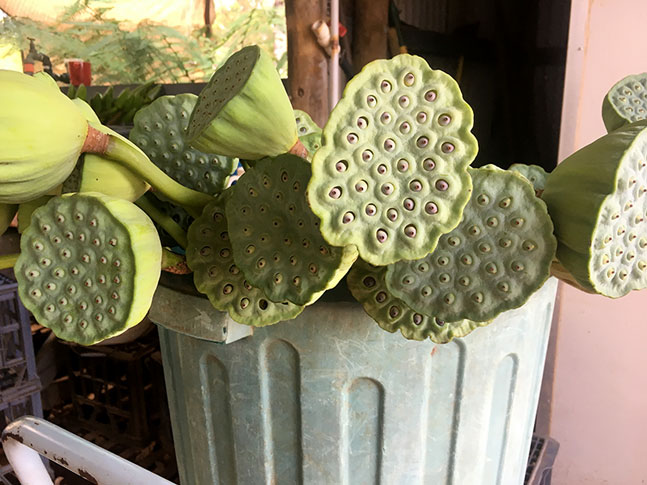 Caring For Waterlily &Amp; Lotus Plants 10 Caring For Waterlily &Amp; Lotus Plants 10