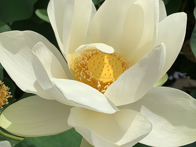 Caring For Waterlily &Amp; Lotus Plants 7 Caring For Waterlily &Amp; Lotus Plants 7