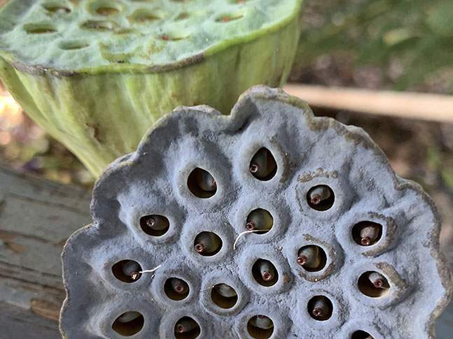 Caring For Waterlily &Amp; Lotus Plants 8 Caring For Waterlily &Amp; Lotus Plants 8